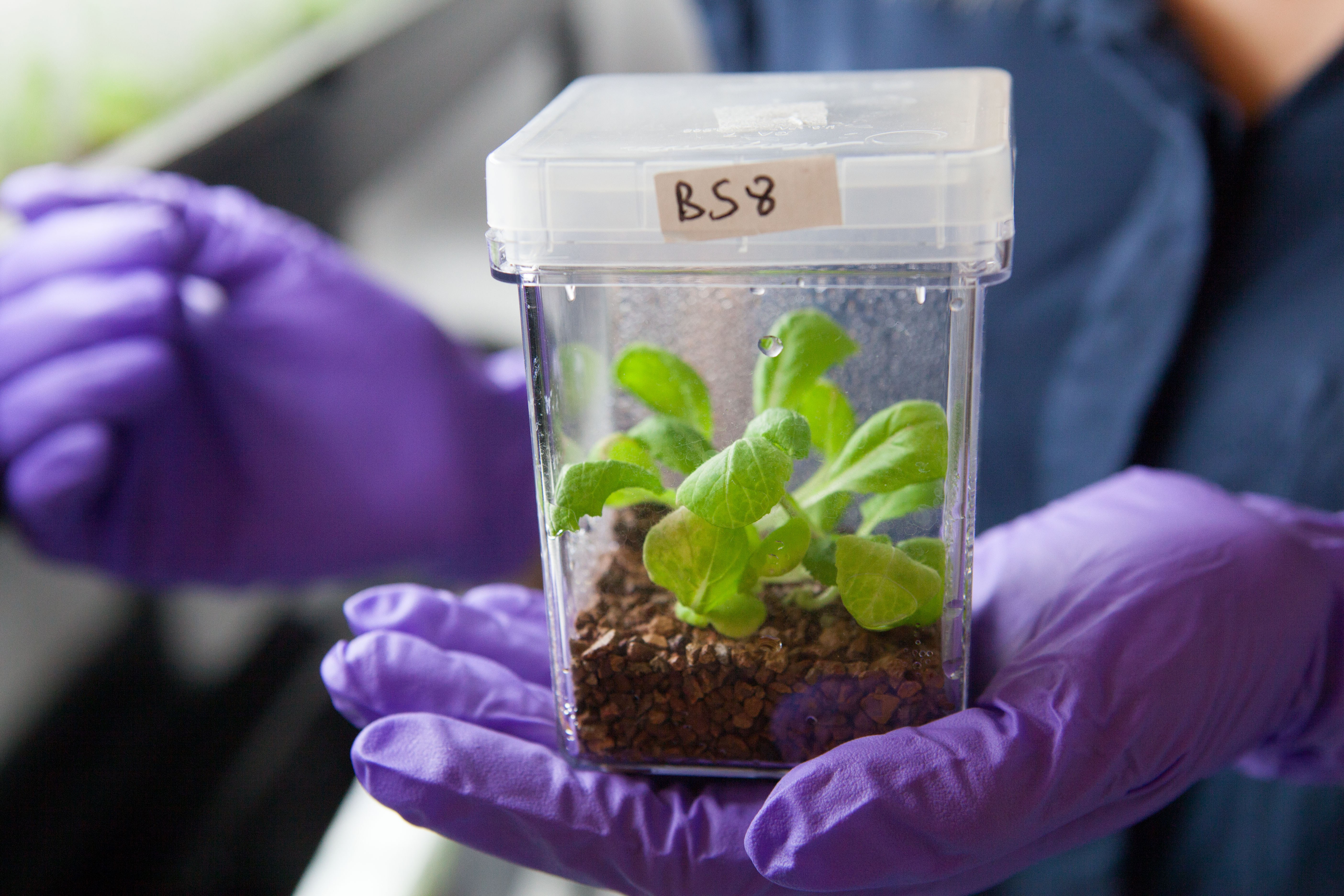 A baby cabbage growing inside a container that regulates temperature and humidity.