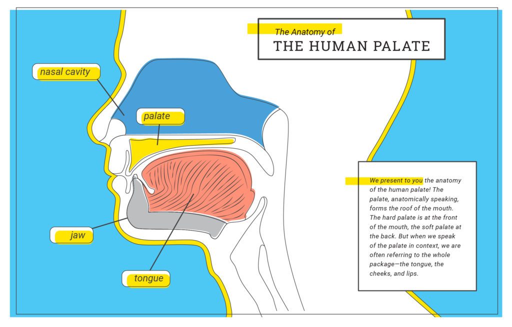 CS_Anatomy_HumanMouth_Final