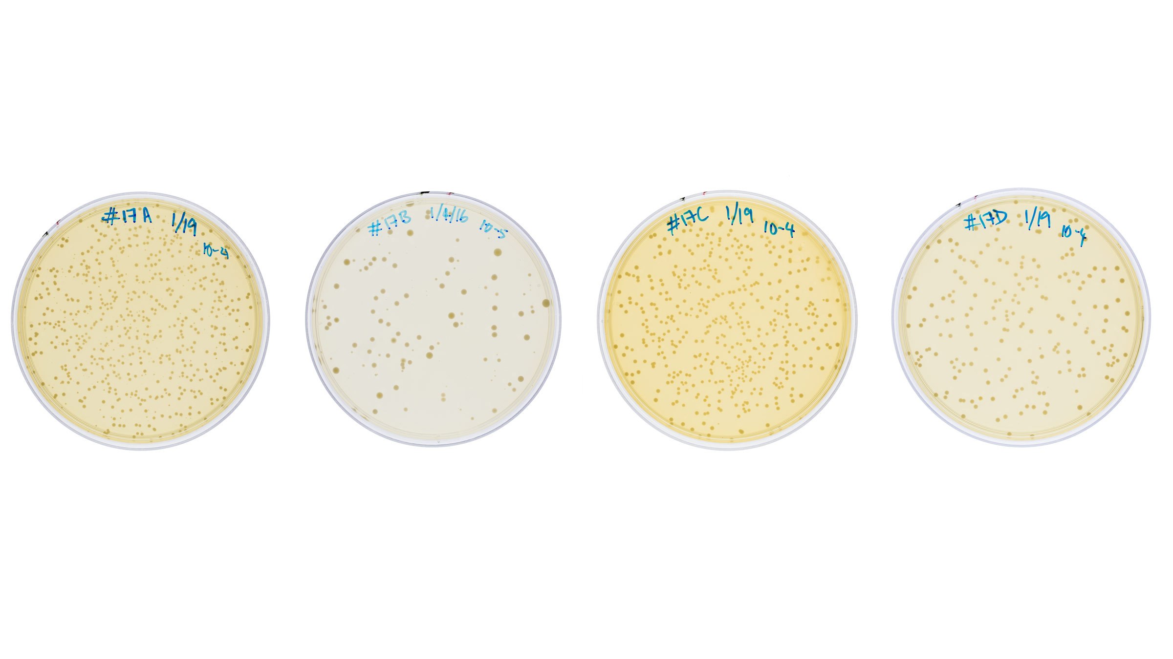 Petri_Dishes_004