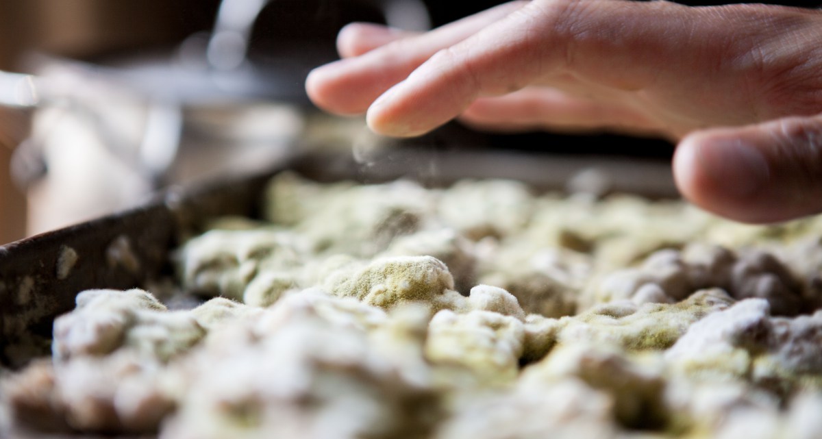 Koji mold on rice