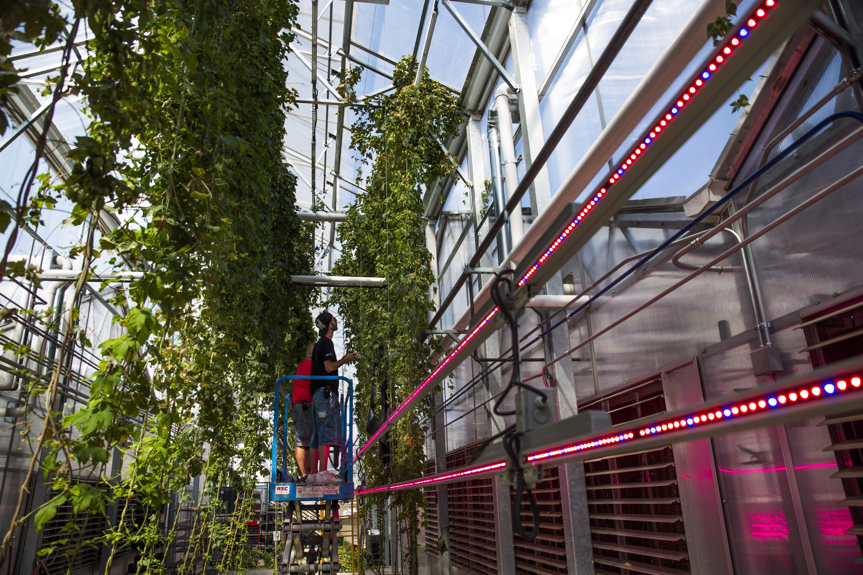 Staff in the horticulture department at Colorado State University harvest hydroponically grown hops from their facility on campus.