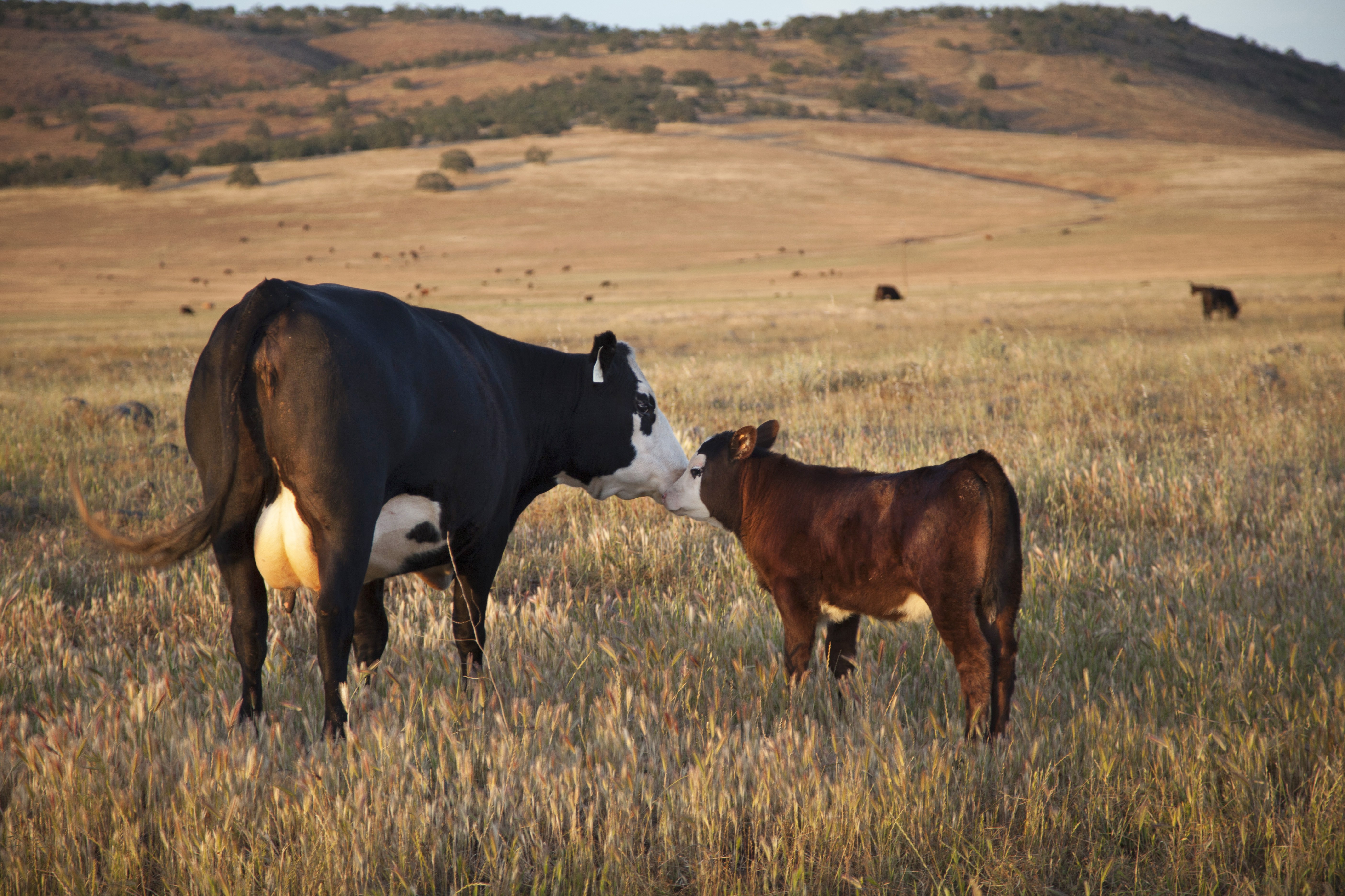 CAN_Sun_Fed_Ranch_3698