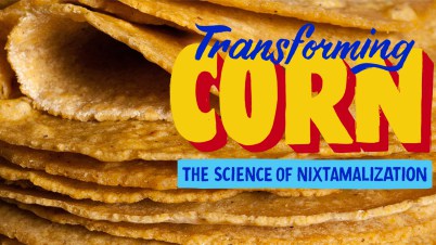 Transforming Corn